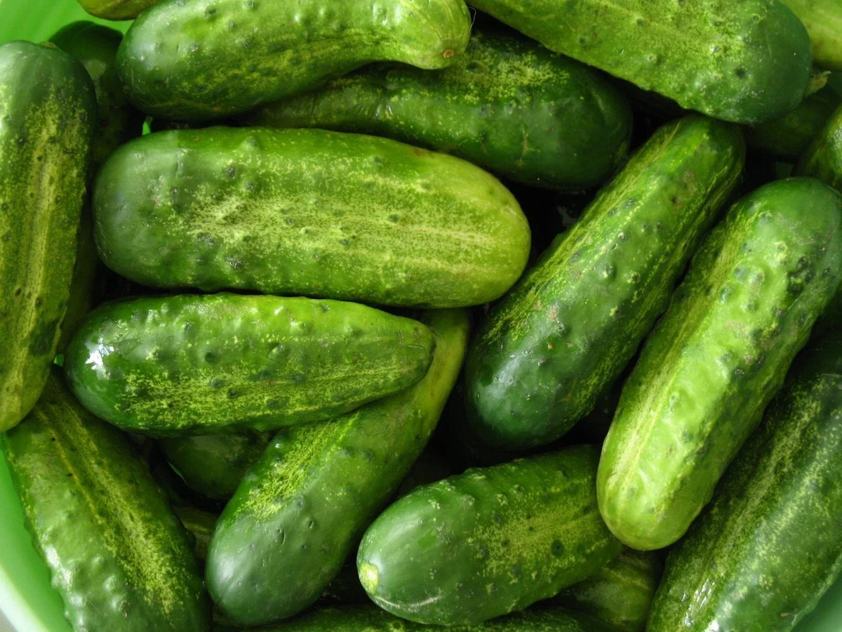 Homemade Pickles Cucumber Seeds - Heirloom, NON-GMO, Cucumis sativus, Vining, for Pickling, Various Sizes