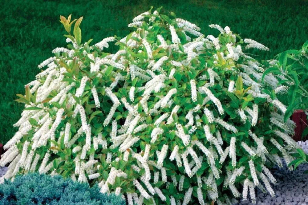 Itea virginica 'Little Henry' Cuttings - 3 Fragrant Hummingbird Plants - 6-8" Long