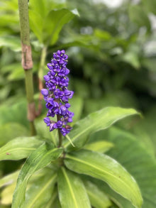 Blue Ginger Plant Cuttings 3 Count - Dichorisandra thyrsiflora - Hawaii Grown Ginger Plants for Gardens and Landscaping