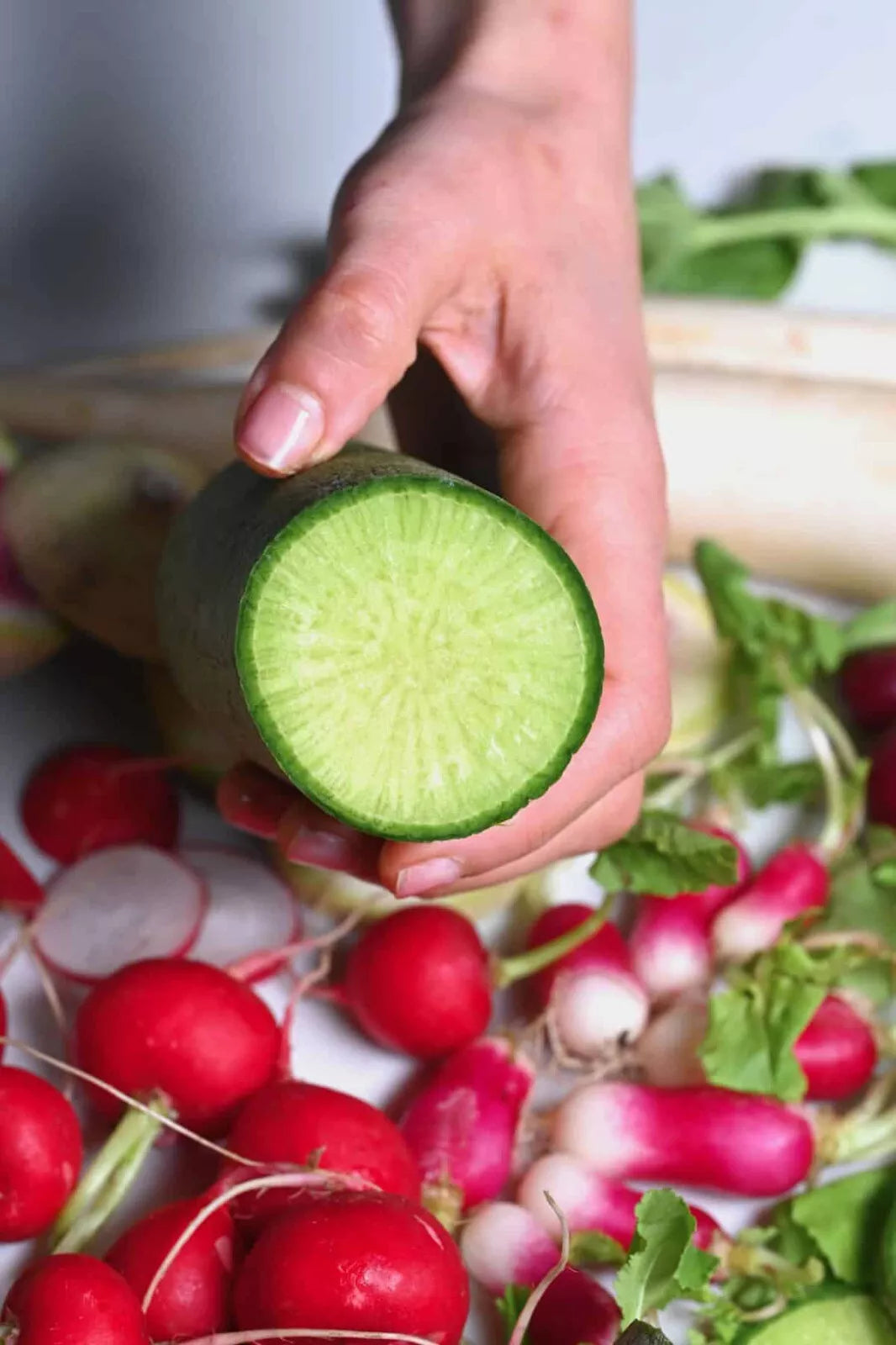 Green Meat Radish Seeds - 500+ Count - Raphanus sativus - USA Grown