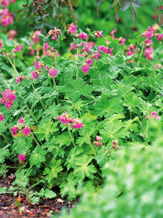 Big Root Geranium Live Plants Set of 3 - Geranium macrorrhizum Perennial Ground Cover