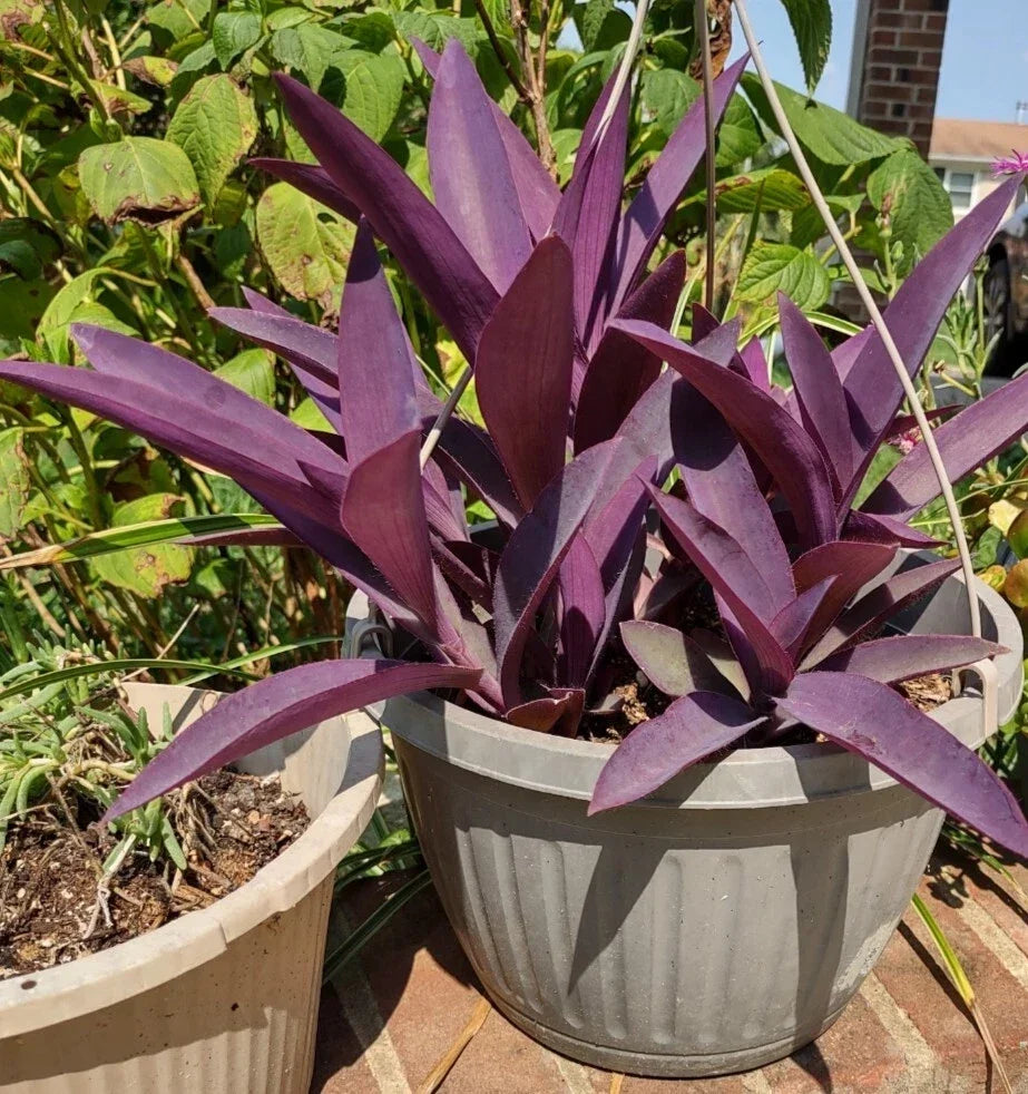 Purple Heart Cuttings - 3 Tradescantia pallida Perennials for Gardens & Containers - Easy to Grow, Vibrant Purple Foliage