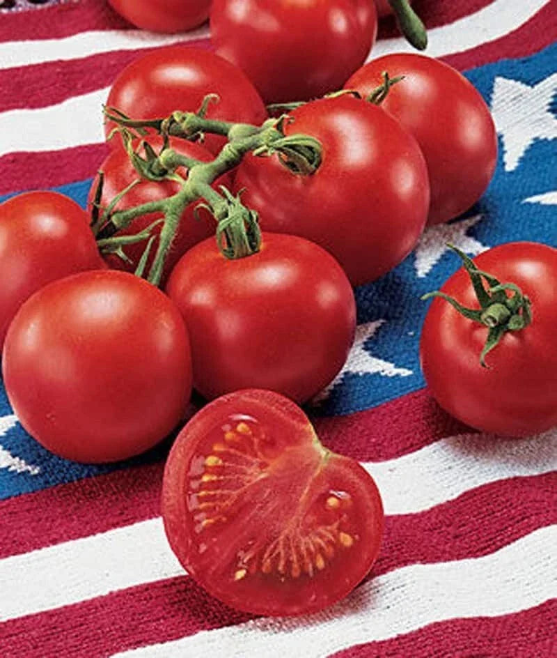 120+ Heirloom Tomato Seeds – Fastest Ripening 42 Day Solanum lycopersicum for Home Garden