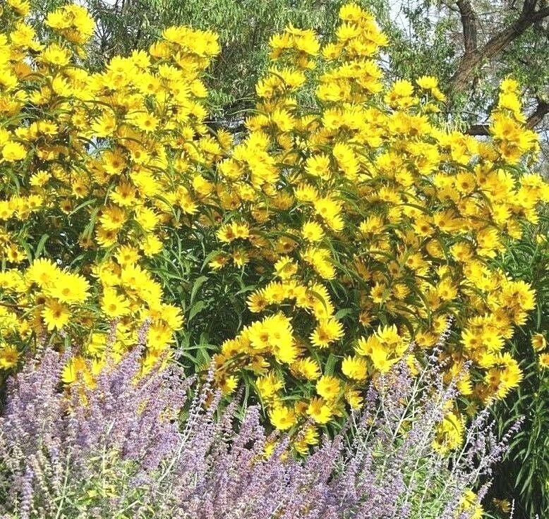 Maximilian Prairie Sunflower Seeds - Native Drought-Tolerant Wildflower - Helianthus maximiliani