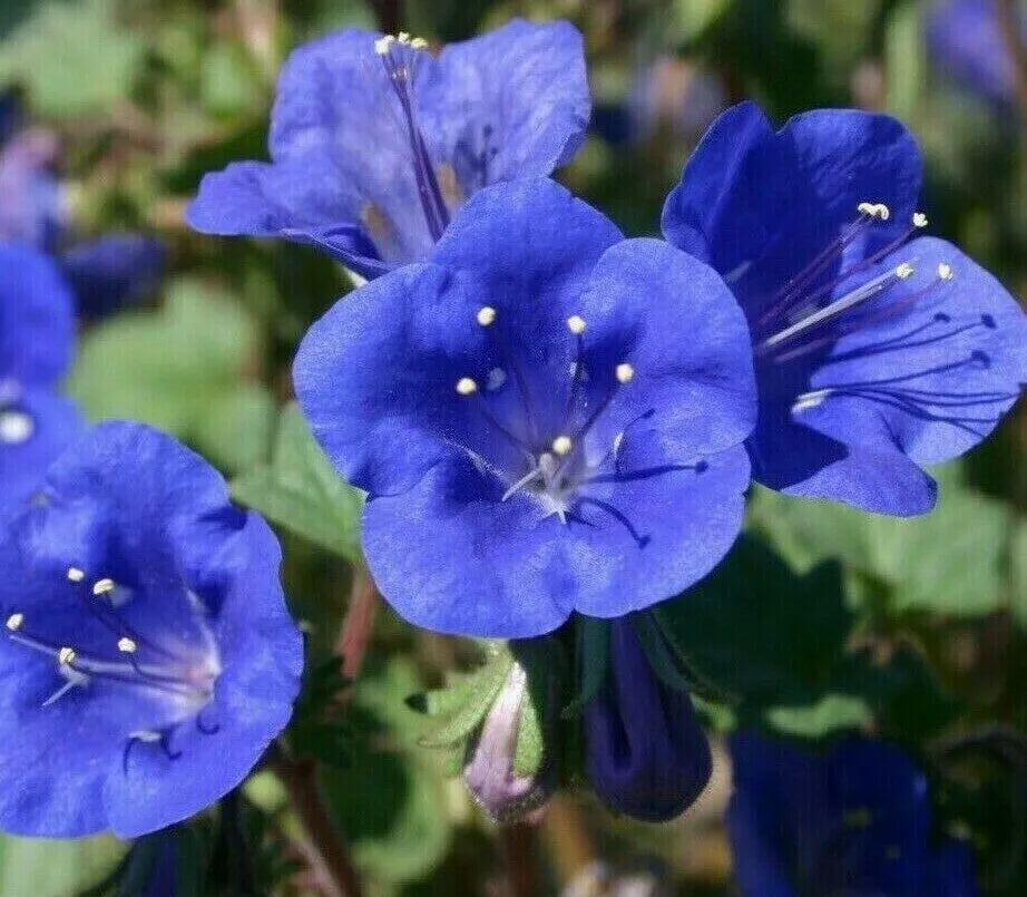 California Bluebell Flower Seeds – 1000+ Annual Phacelia Campanularia, Vibrant Blue Blooms, Drought Tolerant, Easy Grow