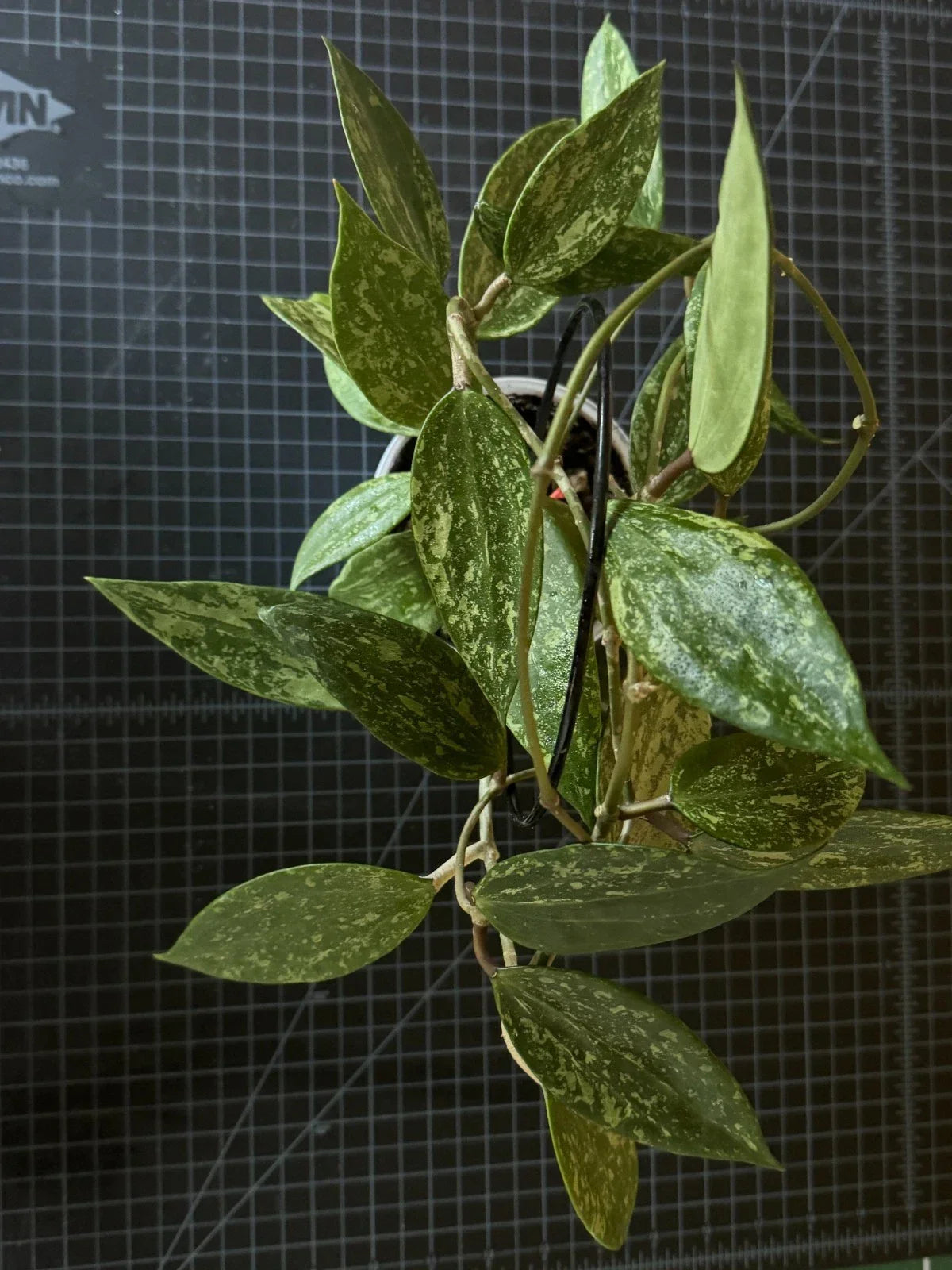 Hoya Rangsan 1 Node Cutting - Rare Indoor Plant Propagation - Waxy Heart-Shaped Foliage - Hoya sp.