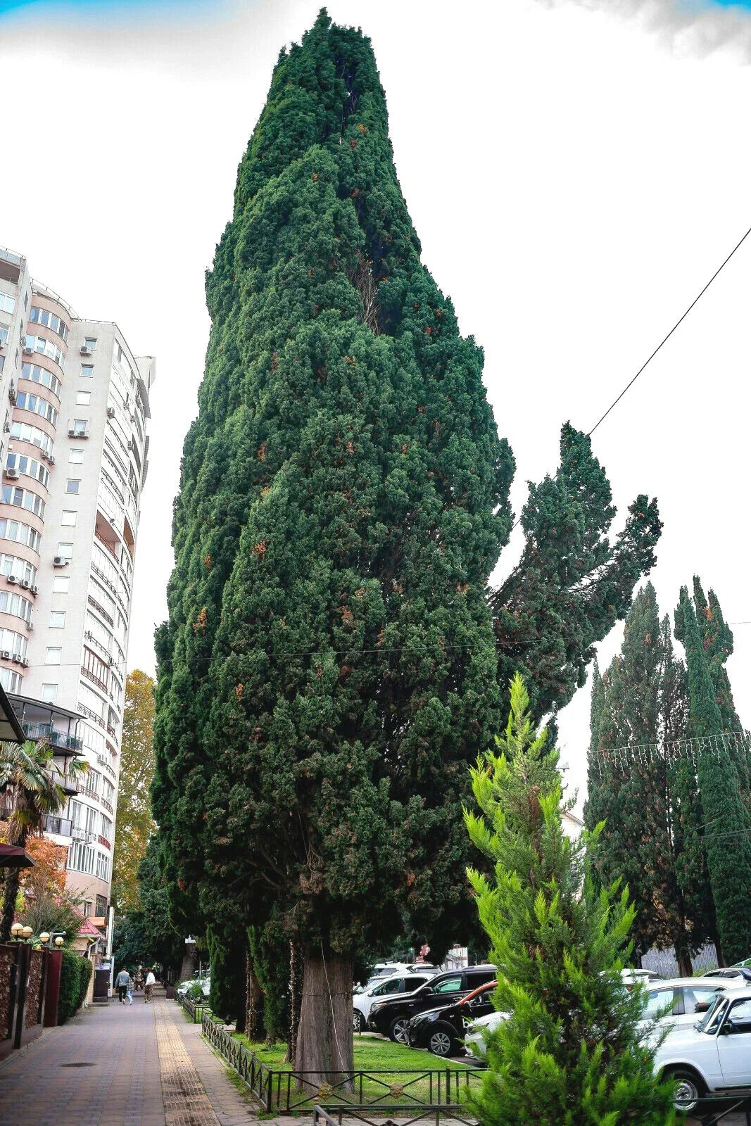 Green Giant Thuja Seeds 30+ Pack | Thuja plicata Evergreen Tree for Privacy & Hedges | Fast-Growing Cedar Seeds