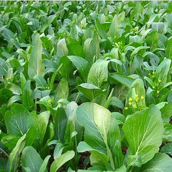 Yu Choy Sum Seeds – Early Flowering Brassica Greens – Heirloom Variety – Brassica rapa subsp. chinensis – FREE SHIPPING