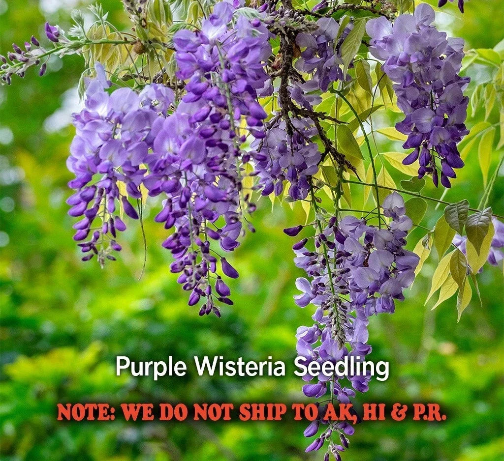 Purple Wisteria Live Plant Seedling in 2.5" Pot – Wisteria sinensis Climbing Vine for Garden
