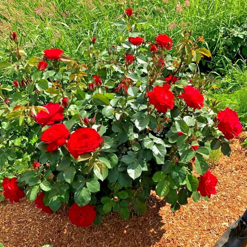 Rose Cinnamon Heart Starter Set – 4 Rooted Cuttings – Romantic Garden Plants – Rosa 'Cinnamon Heart'