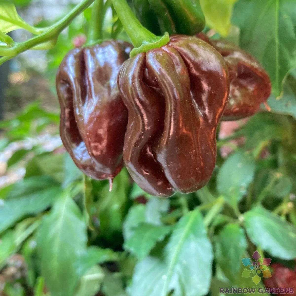 Jamaican Hot Chocolate Pepper Seeds - 25+ Premium Seeds for Garden - Capsicum chinense - USA - Free Shipping