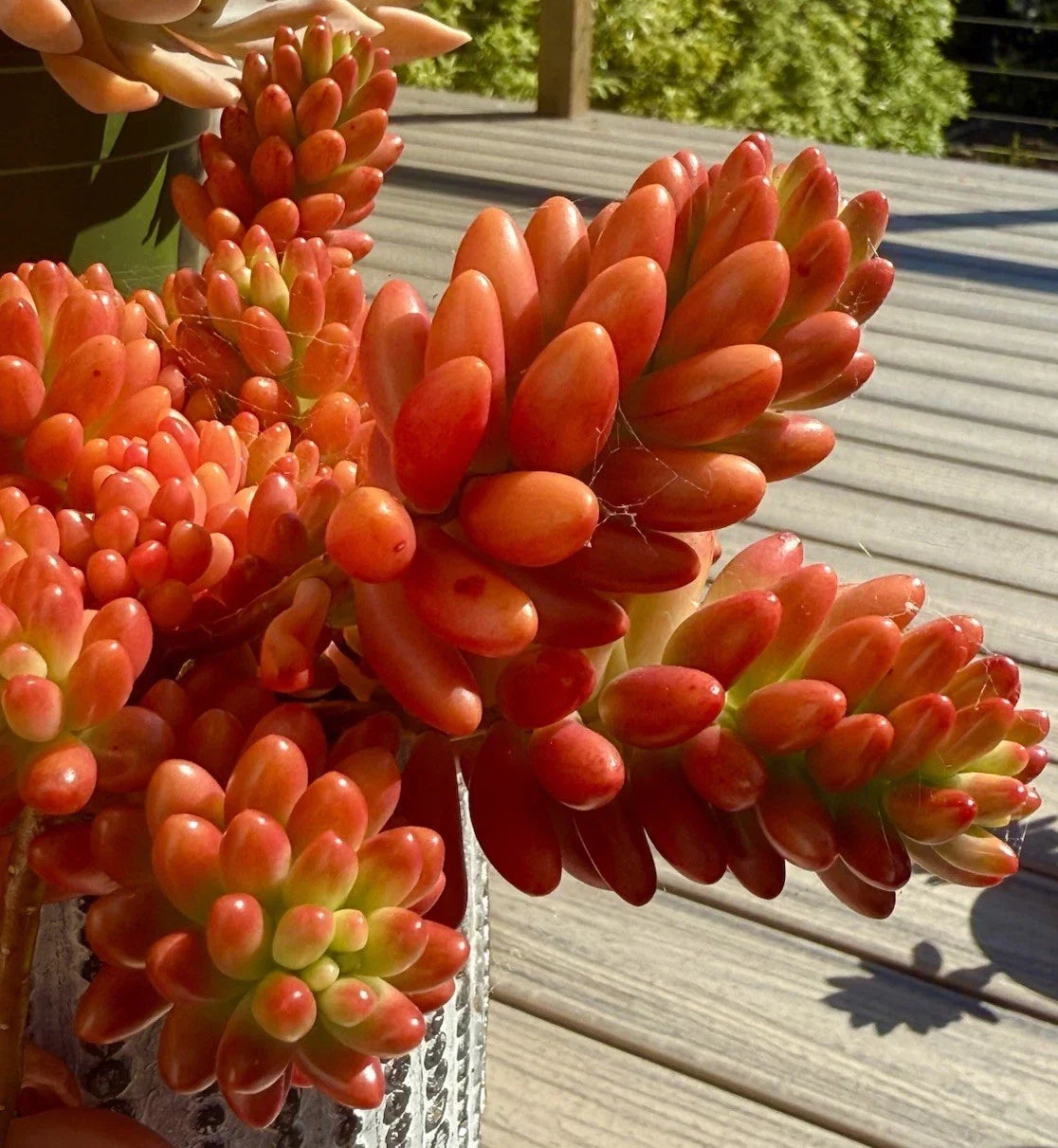 Sedum Rubrotinctum Aurora Pink Jelly Bean Variegated Live Succulent Cutting for Home Decor