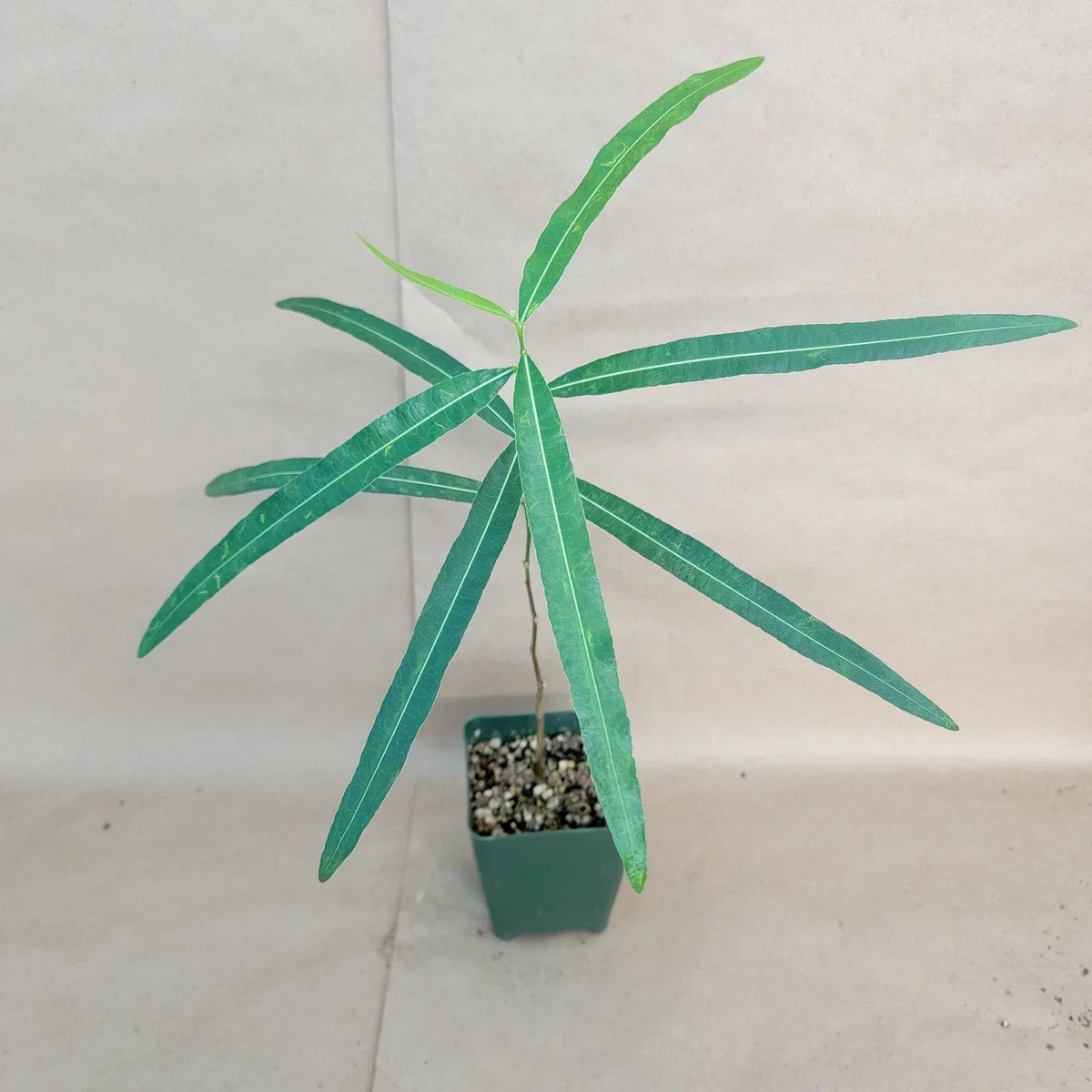 Brachychiton rupestris Bottle Tree 4" Pot Rare Australian Succulent Indoor Plant
