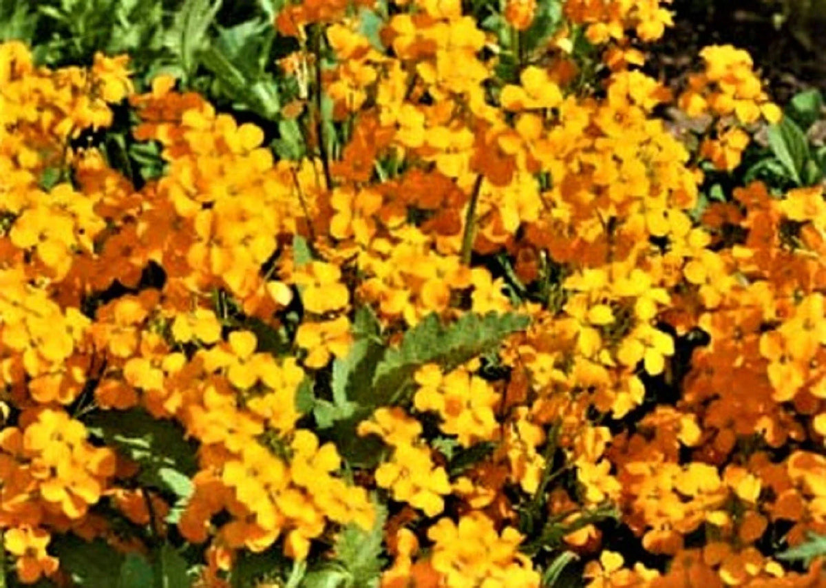 Siberian Wallflower Seeds - 200+ Non-GMO Seeds for Planting - Erysimum x cheiri - Buy 4 Get Free Shipping