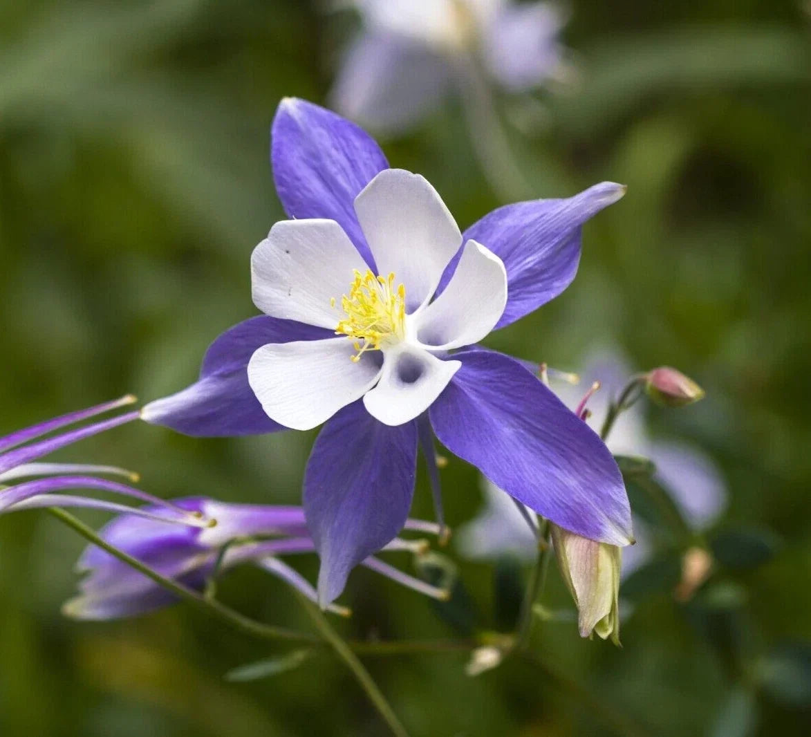 Blue Columbine Seeds - 50 Pack, Aquilegia coerulea, Perennial Flower, Easy to Grow Garden Plant