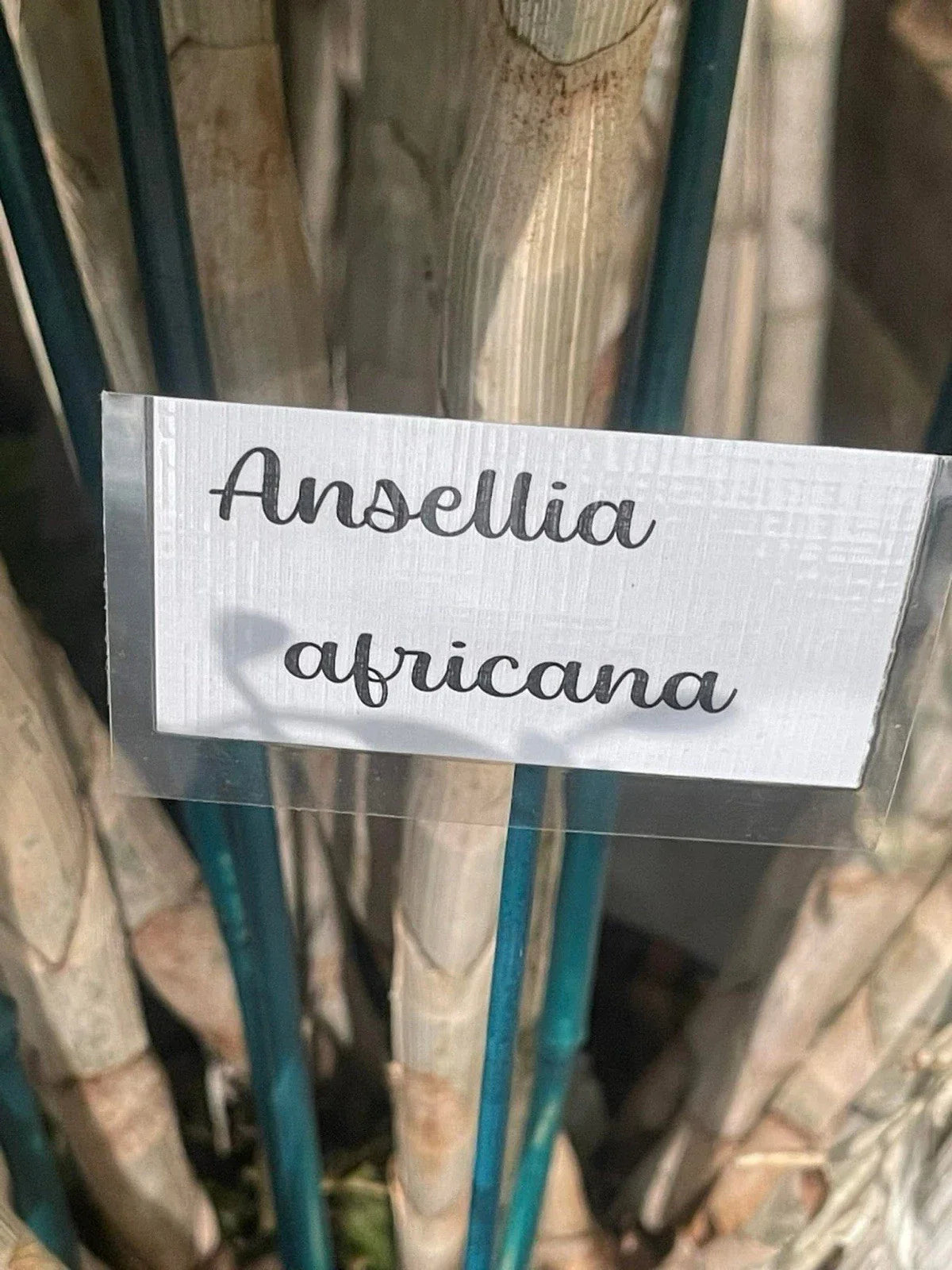Orchid Cuttings 5 Pack Ansellia Africana for Propagation - Live Plant Cuttings for Home Gardening