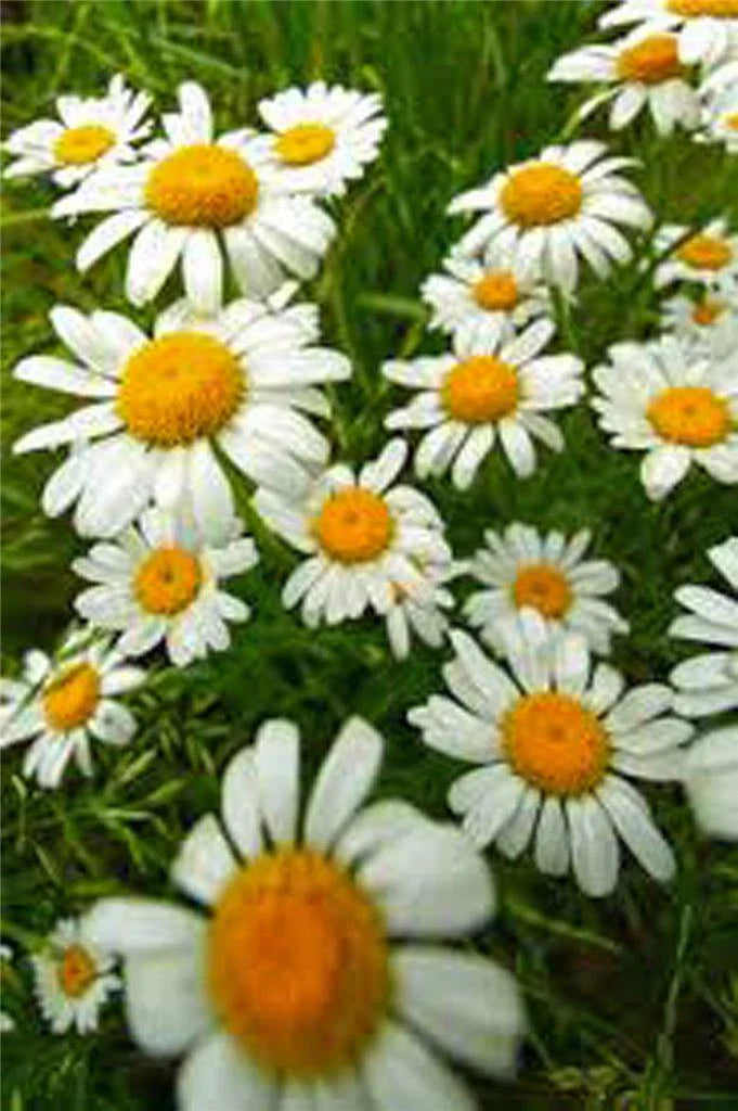 German Chamomile Seeds - Heirloom, NON-GMO, 100+ Seeds, Matricaria chamomilla