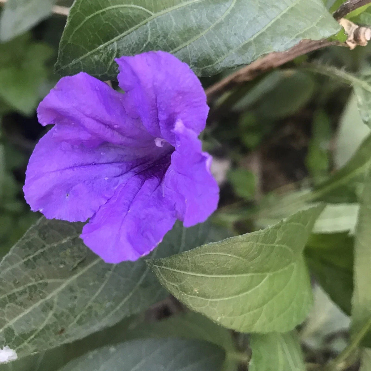 Mexican Petunia Live Plants 6-8 Inches, Ruellia Tuberosa Bare Roots, Exotic Garden Flowers, Purple Blooms, Butterfly & Hummingbird Attracting