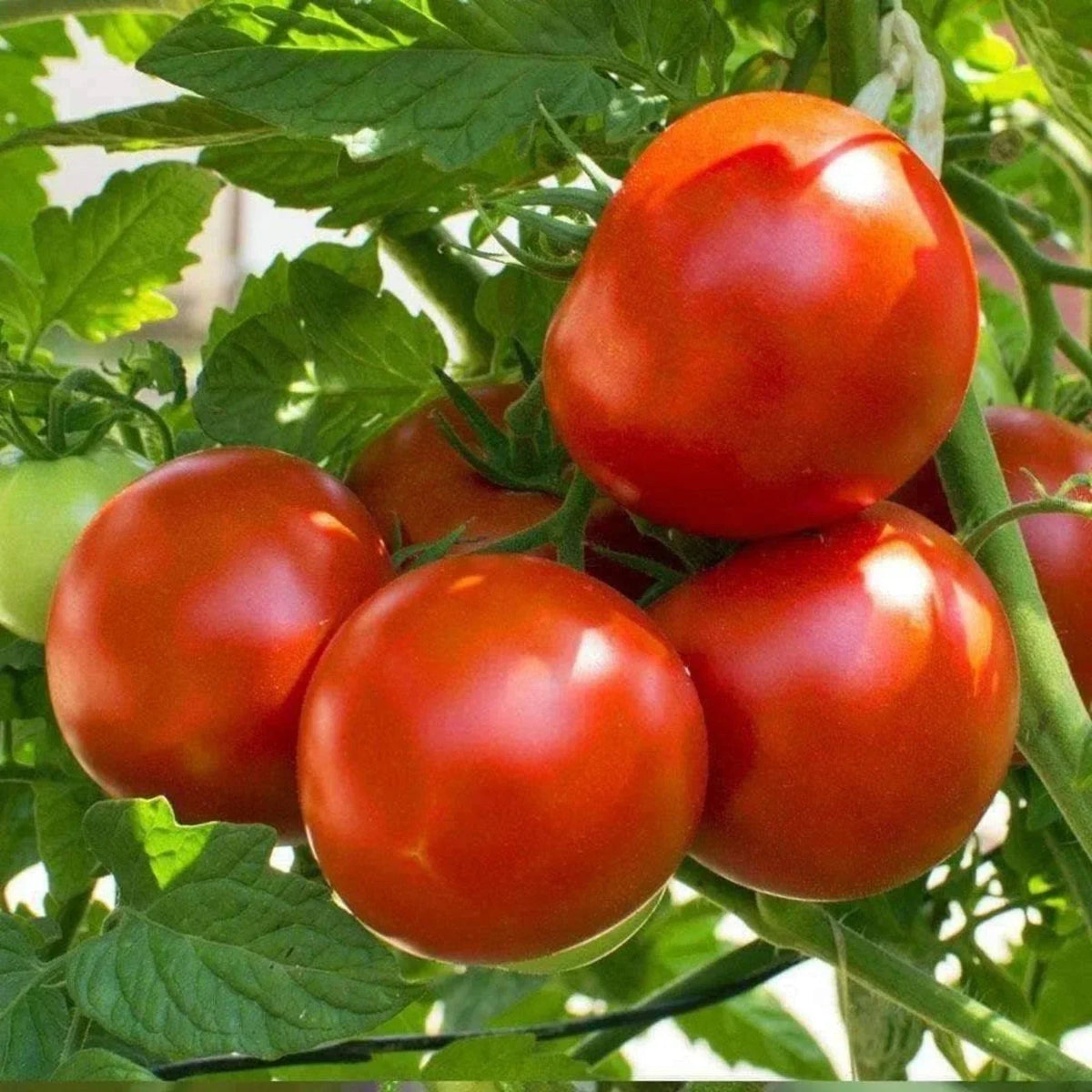 Marion Tomato Seeds 50 Ct - Heirloom Non-GMO Vegetable, Indeterminate, Organic Gardening, Solanum lycopersicum