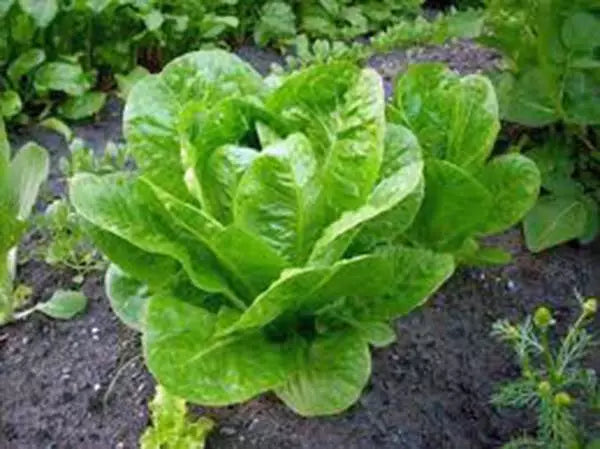 Butterhead Lettuce Seeds, Heirloom Buttercrunch, Non-GMO, 25+ Seeds, Organic Lettuce Seeds for Home Gardening