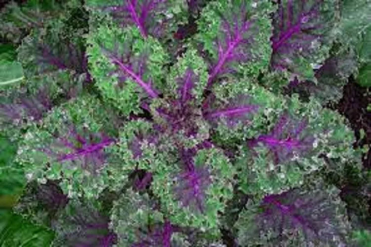 Organic Heirloom Kale Seeds - Premium Red Russian Variety - Fresh, Tender, Mild Flavor - Perfect for Home Gardening