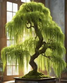 1 UNROOT CUTTING of Hey Dina Willow Bonsai Tree - Fast Growing Indoor/Outdoor Salix 'Hey Dina'