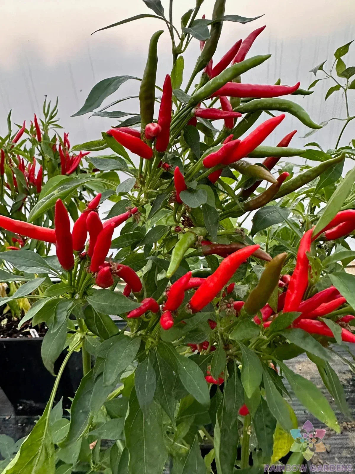 Thai Dragon Hot Pepper Seeds - 25+ Organic Seeds for Garden Planting - Capsicum chinense - USA Grown, Free Shipping