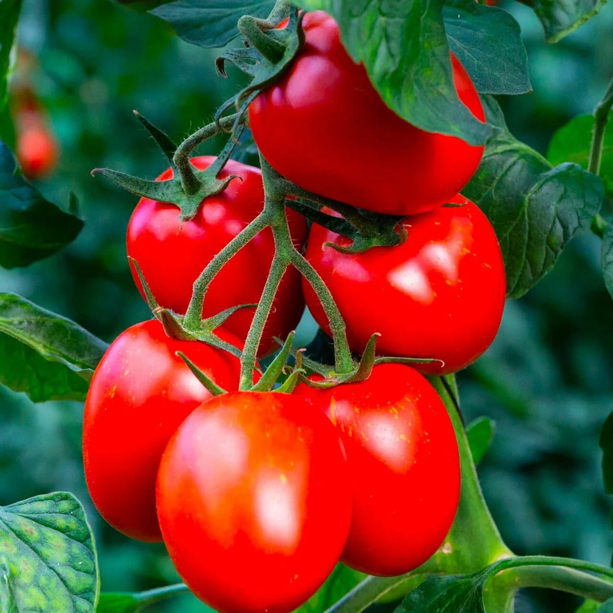 Rio Grande Tomato Seeds - 120+ Organic Heirloom Non-GMO Seeds - Perfect for Home Gardening - Solanum lycopersicum