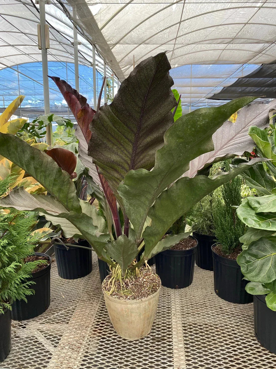Anthurium Big Red Bird - Small Well Rooted Starter Plant - Anthurium sect. Pachyneurium