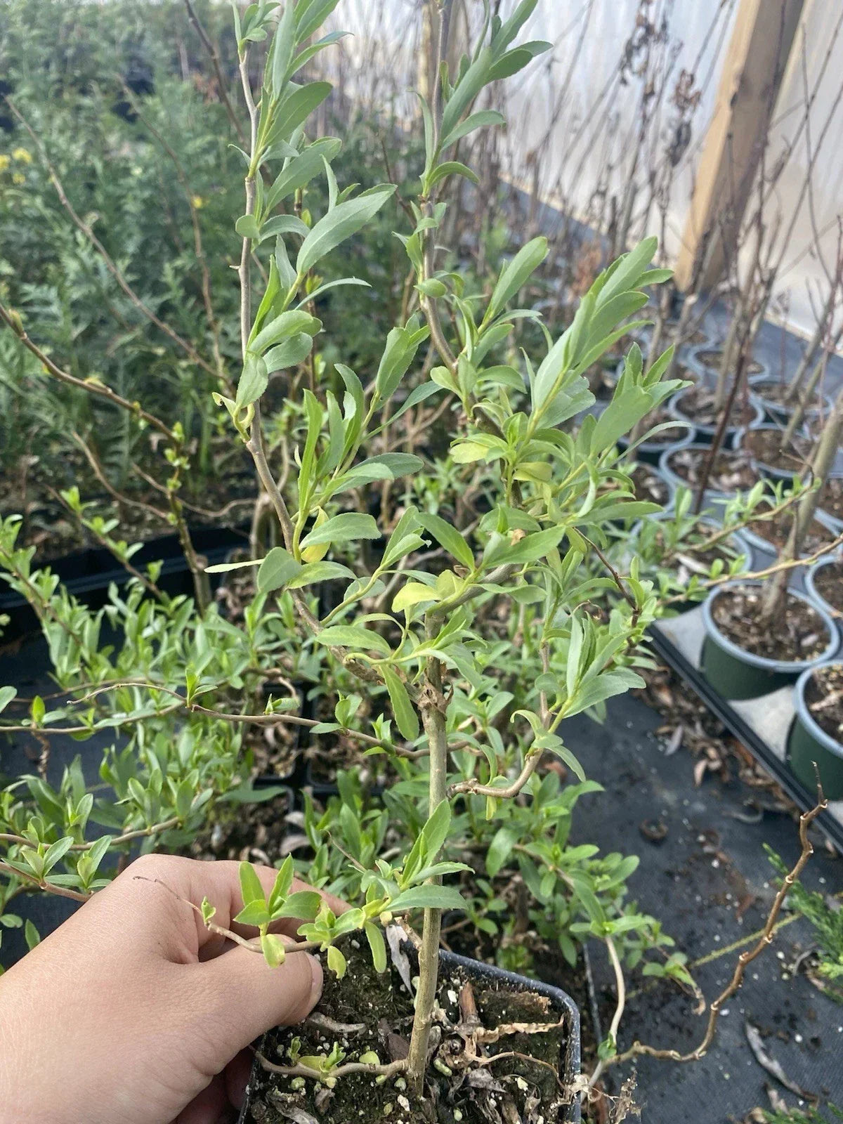 Curly Weeping Willow Tree 4" Pot - Salix babylonica 'Tortuosa' - Adaptable & Fully Rooted