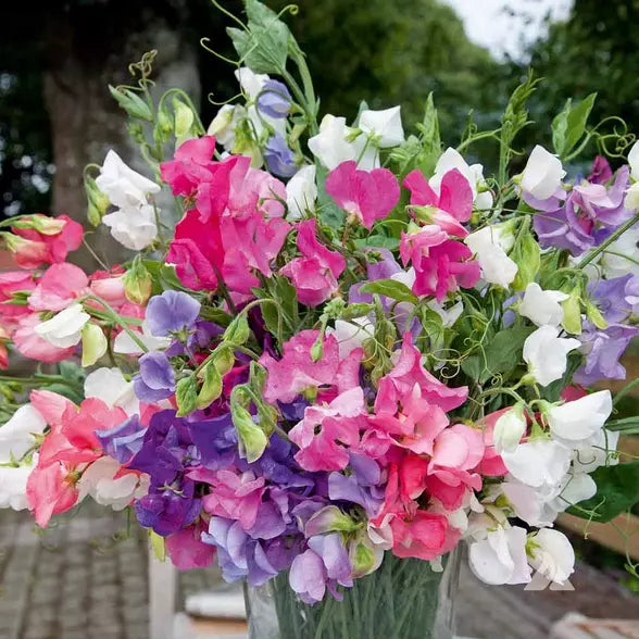 Bijou Mix Sweet Pea Seeds | Heirloom Flower Seeds | Lathyrus odoratus | Garden Planting Seeds