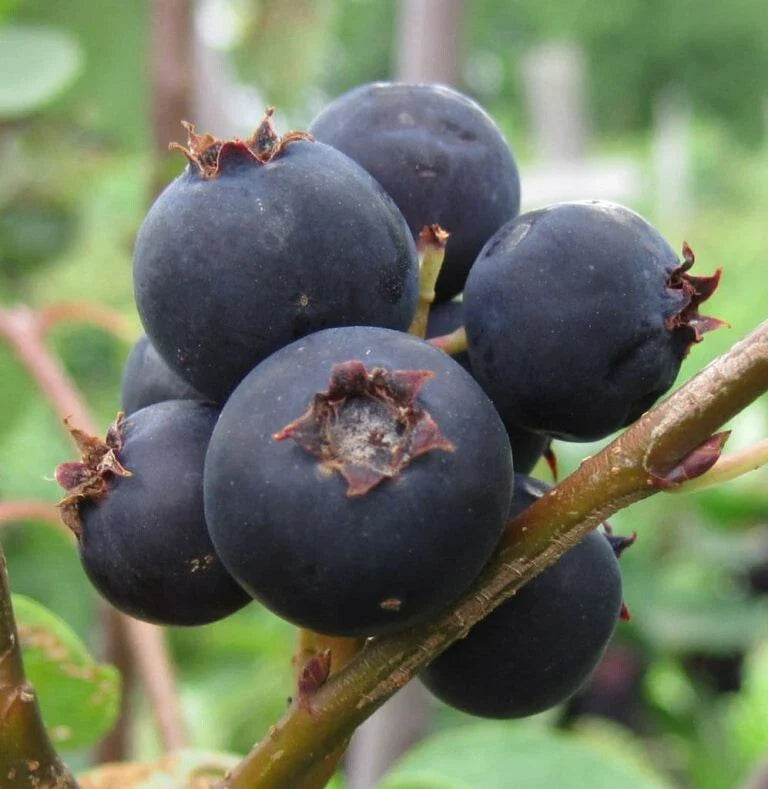 Serviceberry Plant, 1 Gallon, Jennybelle Variety, Edible Fruit, Amelanchier obovalis, Zones 5-8, Self-Pollinating