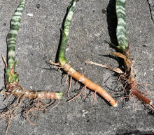 3 Rooted Snake Plants – Sansevieria Zeylanica / Mother-in-Law’s Tongue – Live Indoor Air Purifying Plants in Hawaii Volcanic Soil
