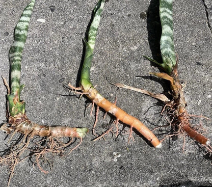 3 Rooted Snake Plants – Sansevieria Zeylanica / Mother-in-Law’s Tongue – Live Indoor Air Purifying Plants in Hawaii Volcanic Soil