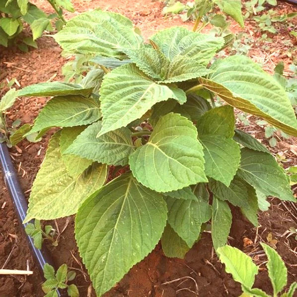 Korean Shiso Seeds - 30+ Perilla Seeds - Herb for Culinary Use - Perilla frutescens