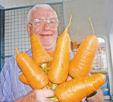 Giant Carrot Seeds - 200 Seeds - Rare Blend - Medicinal Healthful Fiber - High Antioxidant Content - Daucus carota