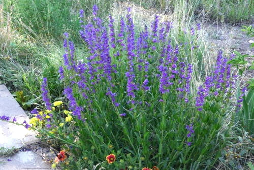 Penstemon Perennial Blue Seeds, 275 Pack, Rocky Mountain Blue Flower, Drought-Tolerant Perennial, Pollinator Attracting Seeds