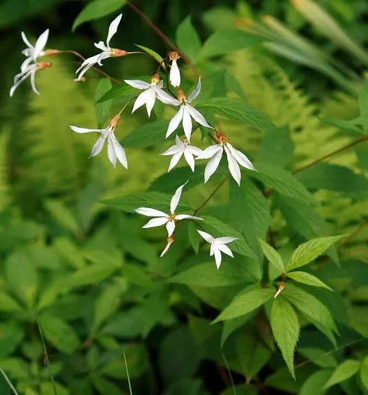 Indian Physic Seeds - 39 Count White Perennial Flower Seeds - Medicinal Plant, Anemopsis californica - GroCo USA