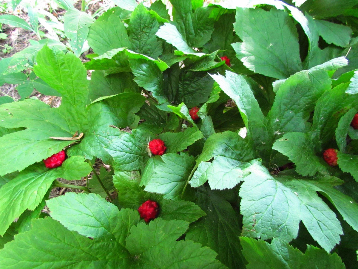Golden Seal Roots - 10 Pack - Hydrastis Canadensis - Natural Herbal Remedy for Health