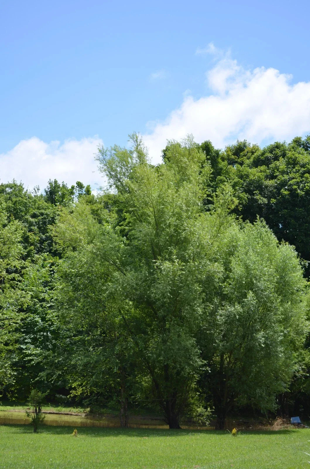 Aussie Willow Tree Cuttings - 10 Unrooted Salix spp. Fast Growing Green & Yellow Foliage for Landscaping