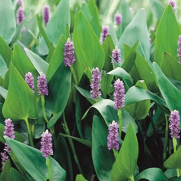 Purple Pickerel Rush Plant - 6-8 inches Tall - Aquatic Perennial with Purple Blooms - Pontederia cordata