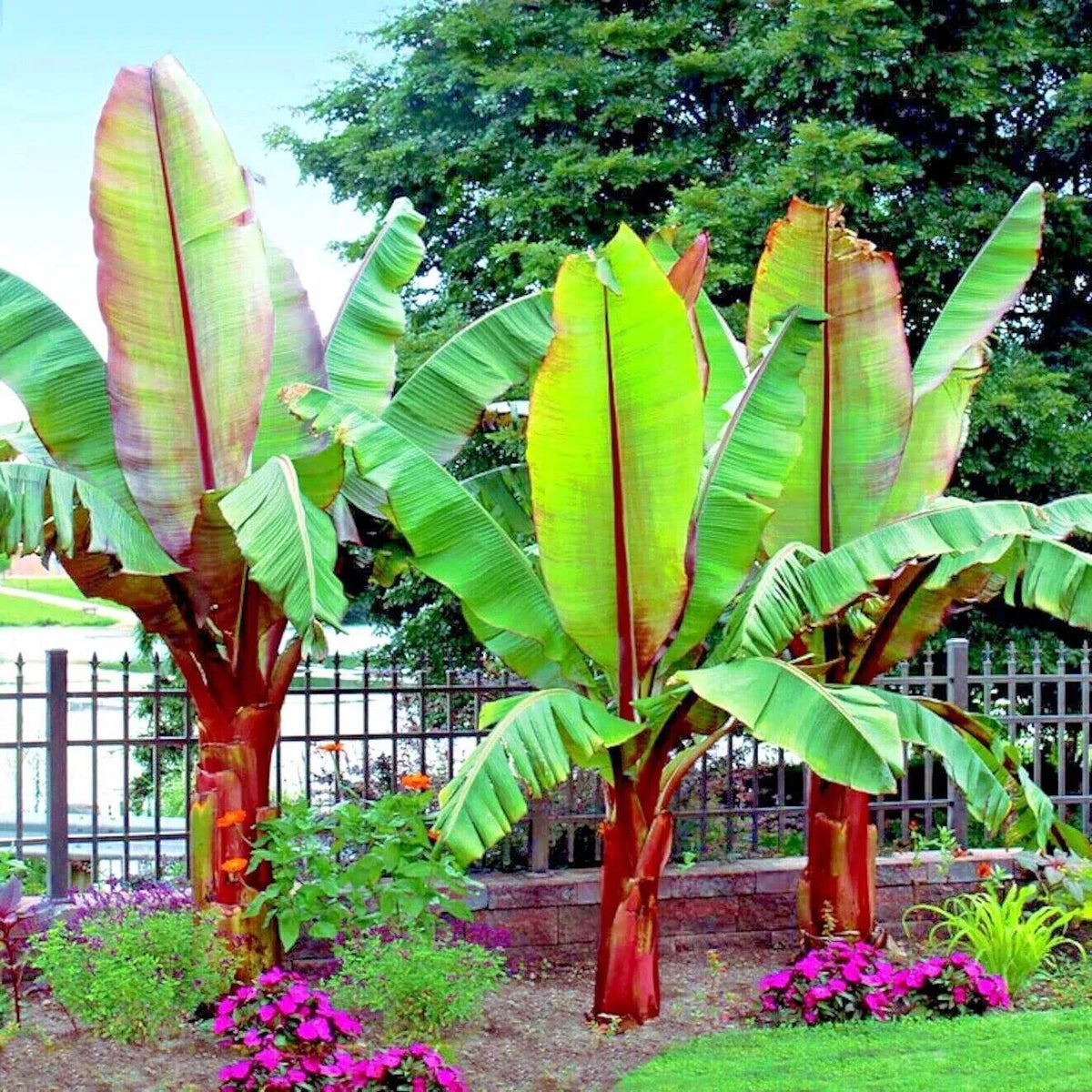 Abyssinian Banana Tree Seeds 5 Pack - Ensete ventricosum Tropical Plant Seeds
