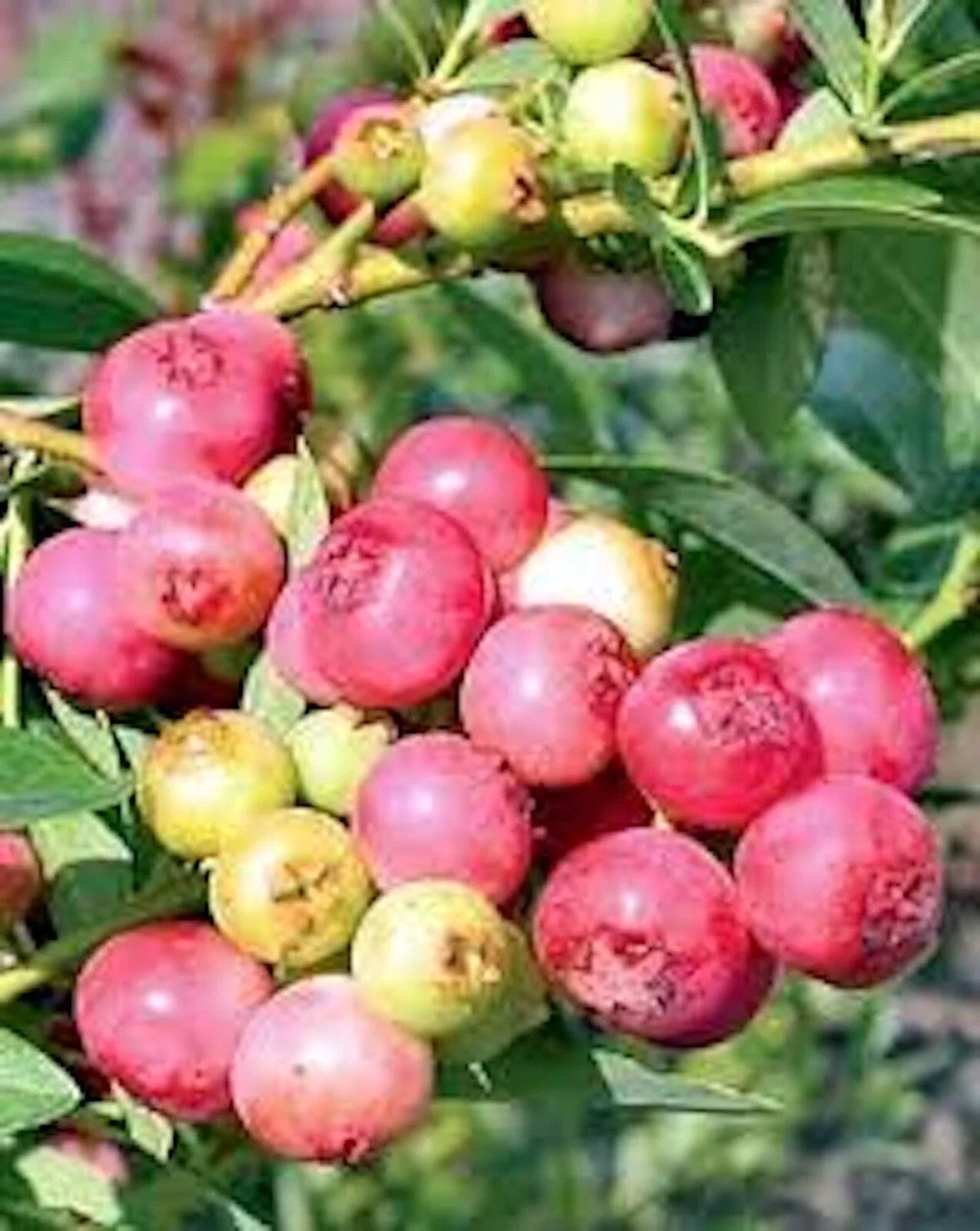 Blueberry Plant - 3 Pink Lemonade Vaccinium Rabbiteye Starter - Edible Fruit, Compact Shrub, Zones 4-9, Low Chill Hours