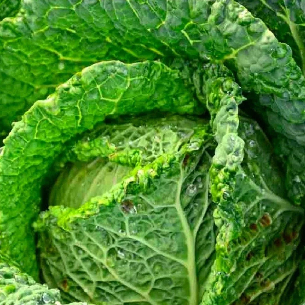 Savoy Perfection Cabbage Seeds | Non-GMO Heirloom Green Brassica oleracea var. sabauda for Fresh Salads & Cooking