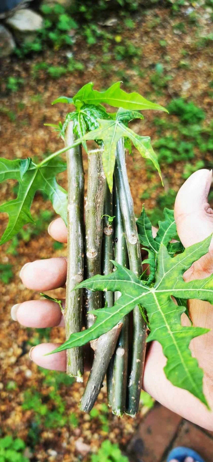 Tree Spinach Cuttings - Edible Mayan Spinach - Cnidoscolus aconitifolius - Nutrient-Rich Leafy Green Plant