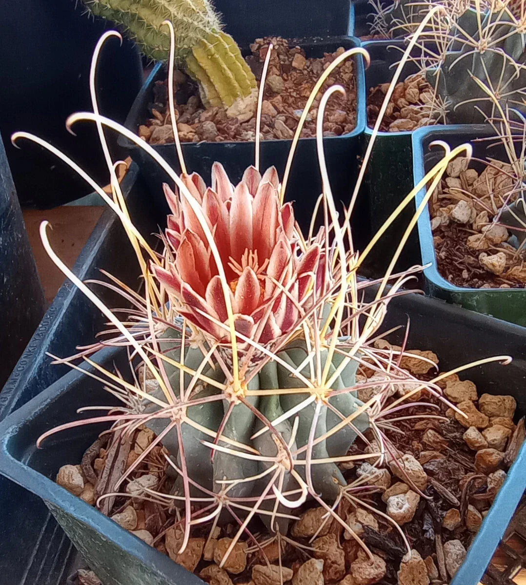 Mini Cactus Plant - Sclerocactus uncinatus wrightii - Cold Hardy with Long Hook Spines - Unique Desert Succulent