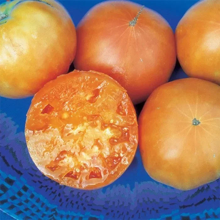 Kellogg's Breakfast Tomato Seeds - Heirloom Organic - Rare Variety - 10+ Seeds - Solanum lycopersicum