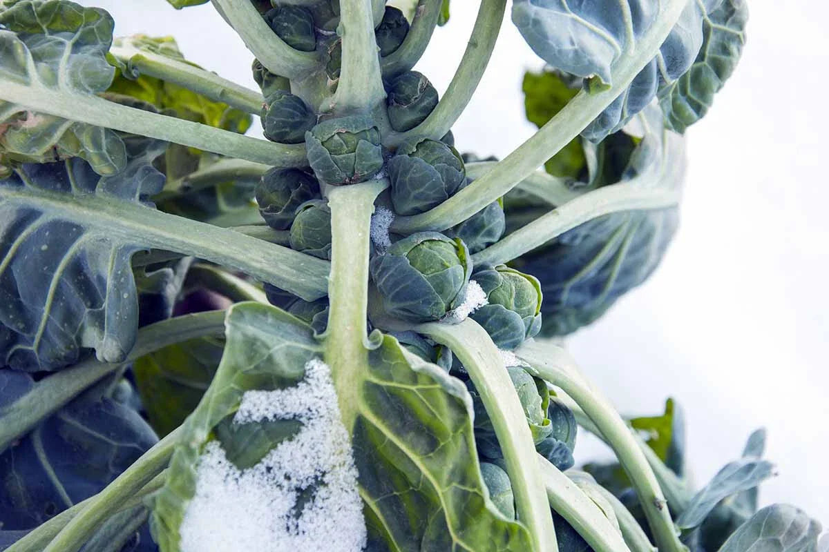 Hestia Brussels Sprouts Seeds - 500+ Count - Perfect for Home Garden Planting - Brassica oleracea