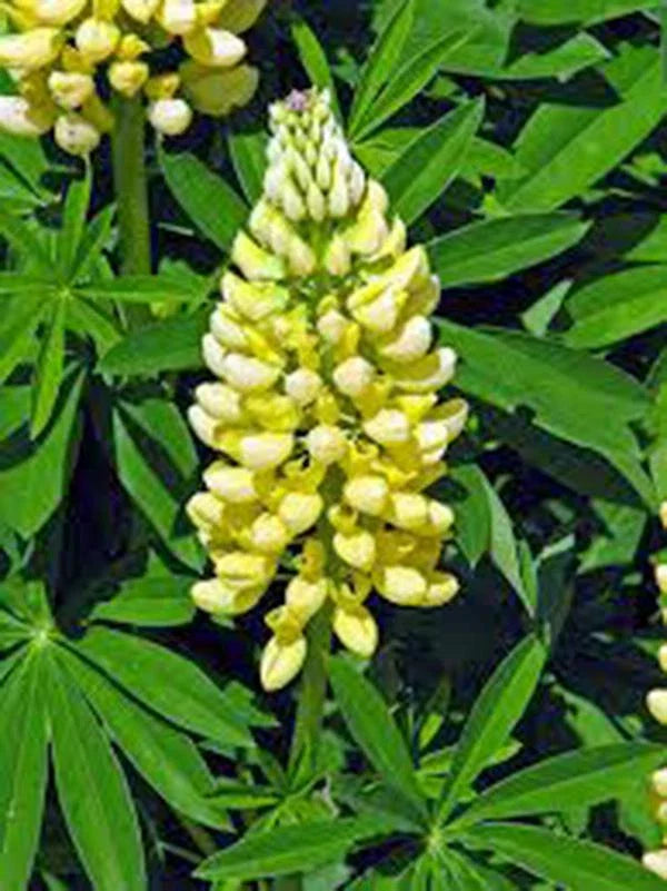 Lupine Seeds, 20+ Golden Yellow Seeds, Beautiful Golden Flowers, Lupinus perennis