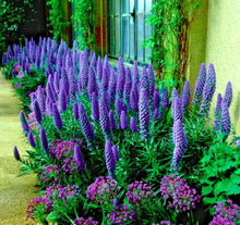 Pride of Madeira Flower Seeds - Blue Tower of Jewels - Echium fastuosum - Garden Plant Seeds for Pollinator Gardens